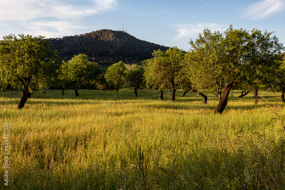 Obraz premium natural landscape in summer in majorca, spain