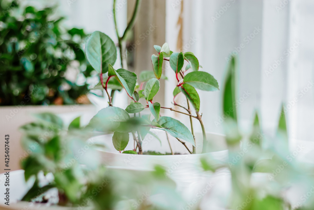 Home plants in pots. Gardening and sustainable living concept. Growing houseplants. Eco hobby. Home plants in pots. Gardening and sustainable living concept. Growing houseplants. Eco hobby.