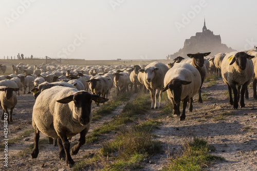 Moutons de pré-salé