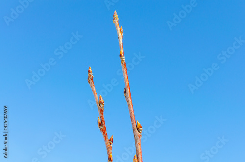 Twig with young buds in spring and blue sky.