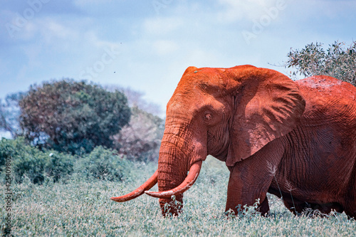 Close up photo of red African elephant in Africa. It is a wildlife photo of Tsavo East National park  Kenya.