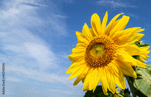 Fototapeta Naklejka Na Ścianę i Meble -  Bright yellow sunflower against the blue sky with clouds. space for text
