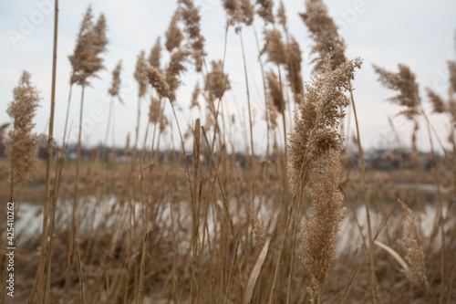 Fototapeta Naklejka Na Ścianę i Meble -  dry reeds by the lake in the village. lots of beige reeds