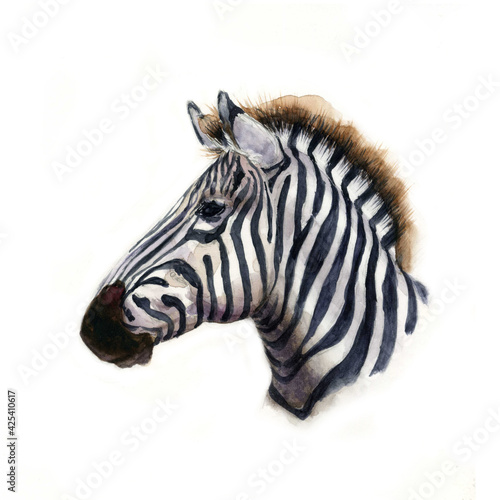 Watercolor realistic portrait of Zebra