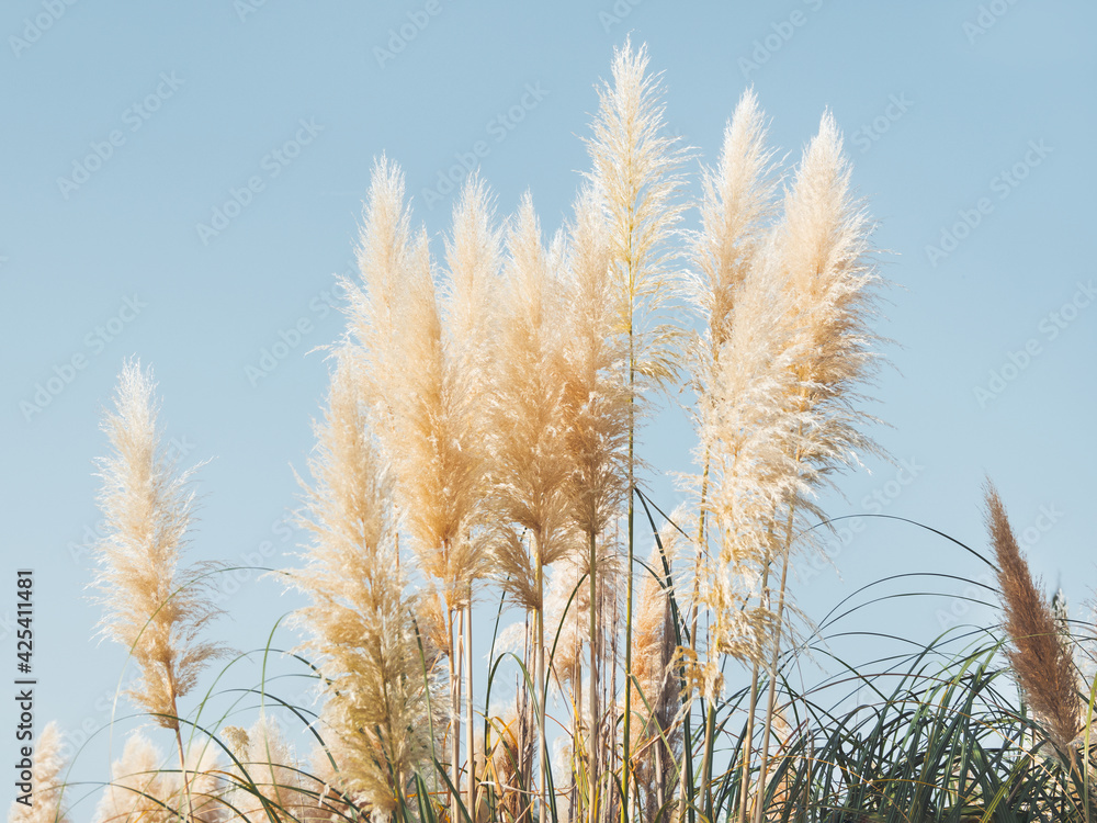 Obraz premium Pampas grass or Cortaderia selloana. Thick and fluffy plant on clear blue sky background.