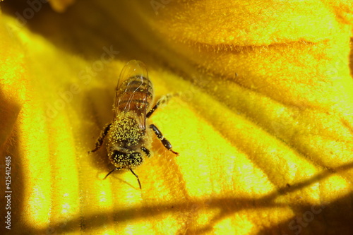 abeja llena de polen, polinizando flor de calabaza o zapallo photo