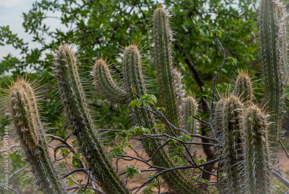 Fototapeta premium XIQUE-XIQUE CÁCTO