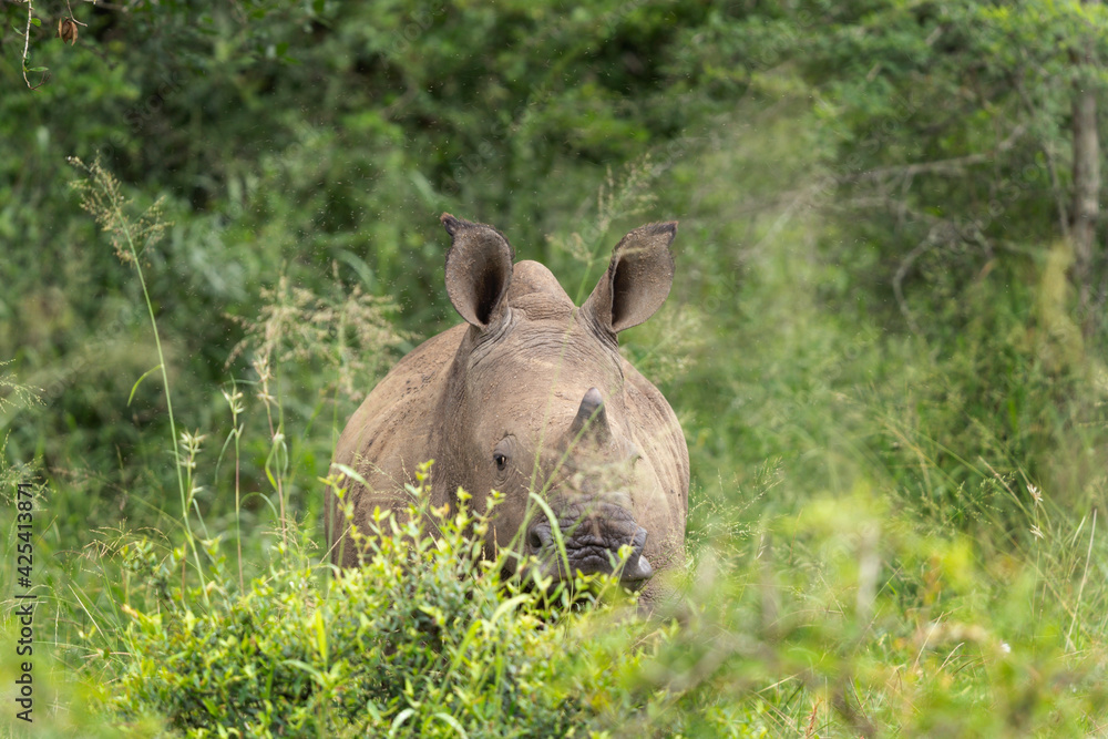 Fototapeta premium White rhinoceros in the Hluhluwe Imfolozi Park. Rhino on the grazing area. Endangered species in Africa. Safari in South Africa.