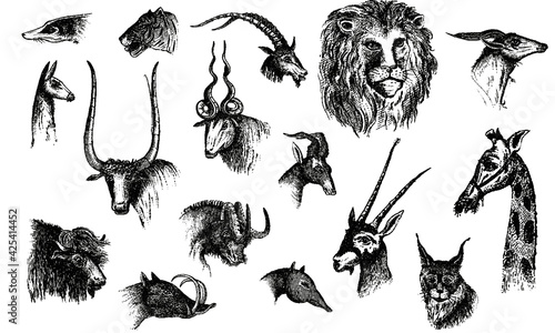 Set of Animal Heads on White Background
