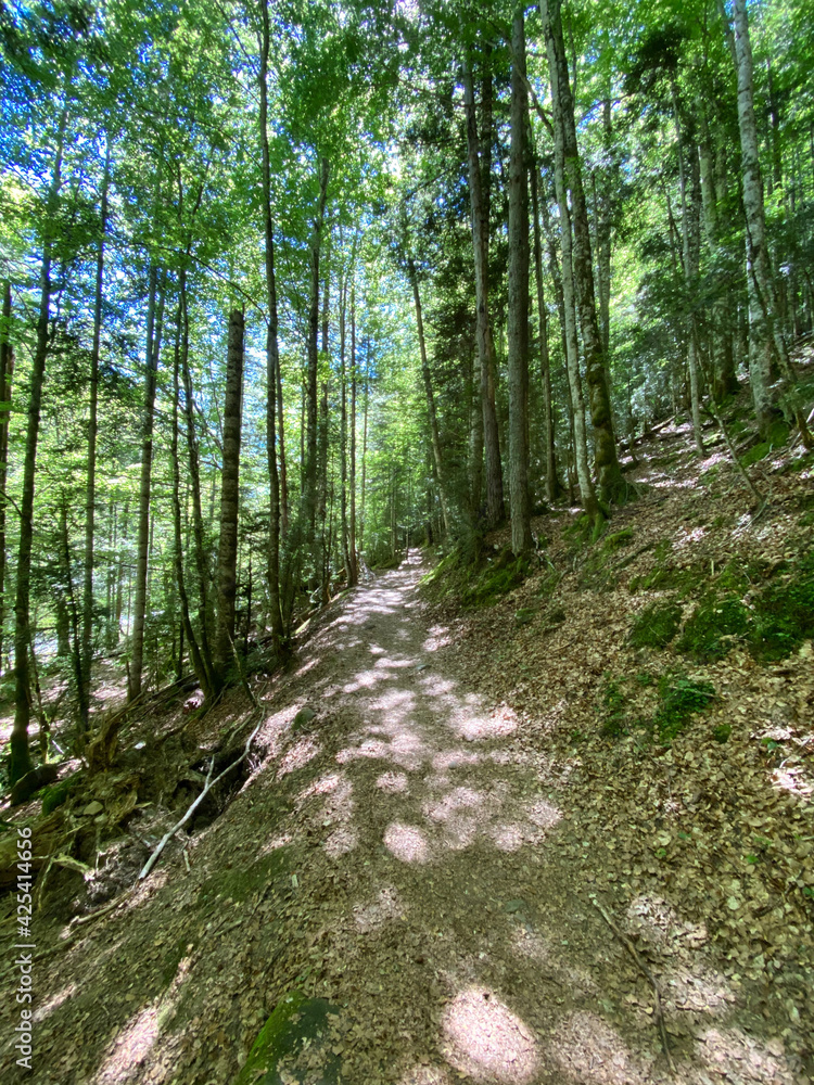 Fototapeta premium forest in the Ordesa y Monte Perdido national park, in the Aragonese Pyrenees, located in Huesca, Spain