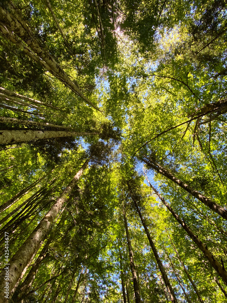 Fototapeta premium forest in the Ordesa y Monte Perdido national park, in the Aragonese Pyrenees, located in Huesca, Spain