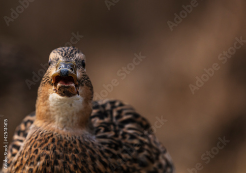 Detailed portrait Photo of a female wild duck