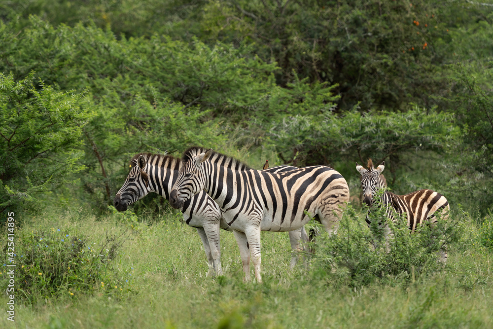 Herd of zebras grazing. Safari in South Africa. Common zebras in the Hluhluwe Imfolozi Park Herd of zebras grazing. Safari in South Africa. Common zebras in the Hluhluwe Imfolozi Park
