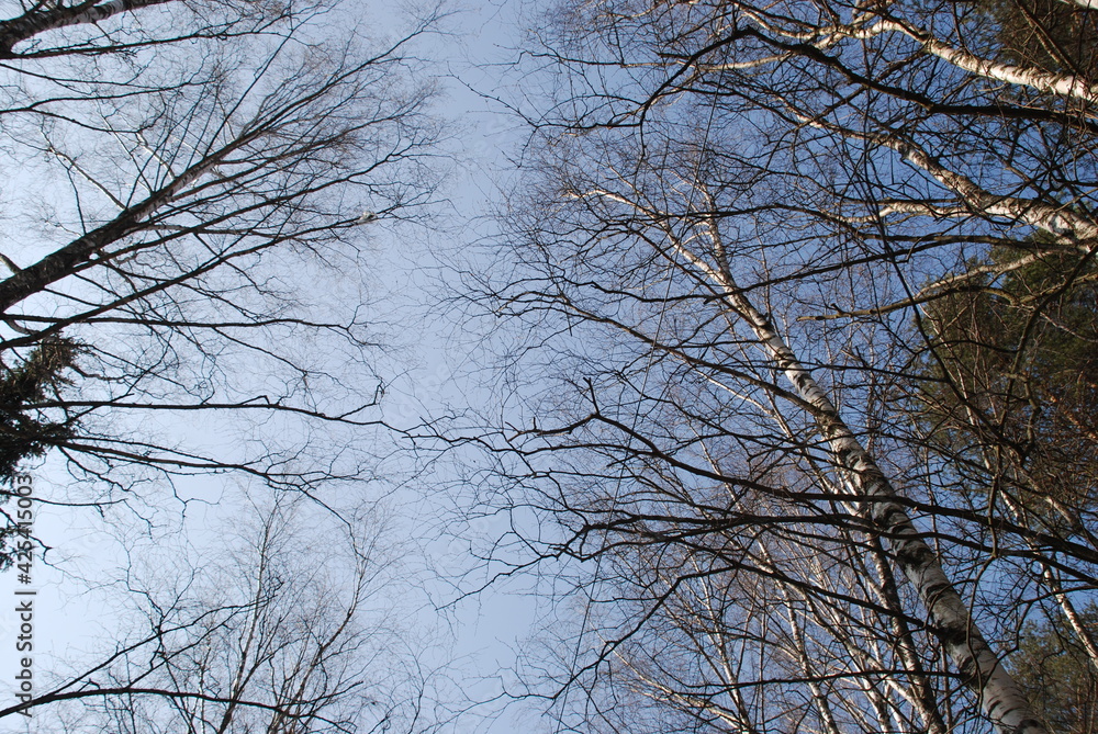 Light blue sky through the branches of tall trees. Spring sunny day. Clear blue sky trunks and branches of trees go up to the sky. The trees are still without leaves. Light blue sky through the branches of tall trees. Spring sunny day. Clear blue sky trunks and branches of trees go up to the sky. The trees are still without leaves.