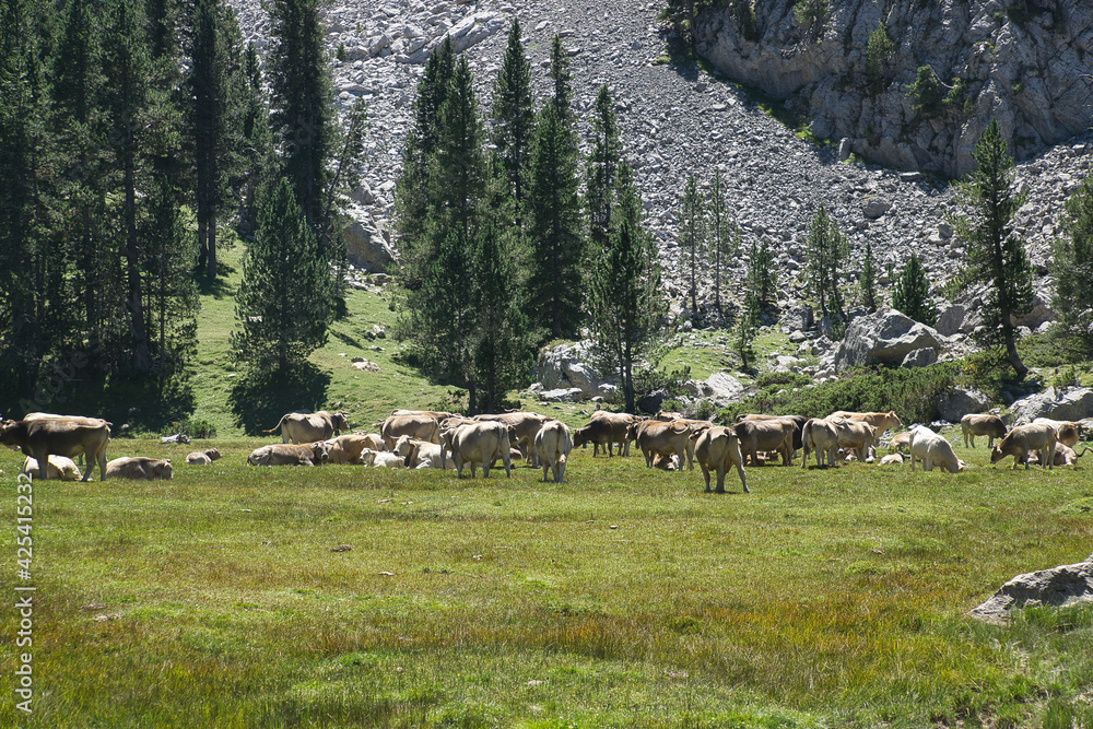cows grazing in the Ibon de Plan, in the Aragonese Pyrenees, located in Huesca, Spain