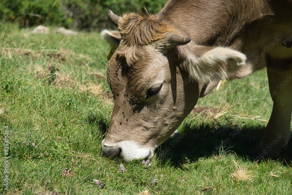 cows grazing in the Ibon de Plan, in the Aragonese Pyrenees, located in Huesca, Spain cows grazing in the Ibon de Plan, in the Aragonese Pyrenees, located in Huesca, Spain
