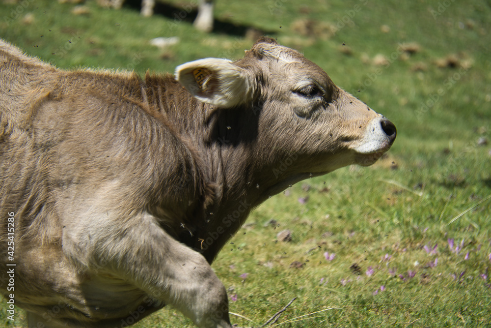 cows grazing in the Ibon de Plan, in the Aragonese Pyrenees, located in Huesca, Spain