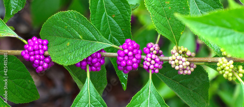 beauty berry (Callicarpa Americana), all phases of ripeness, purple color, green leaves, great detail, American beautyberry, Florida native photo