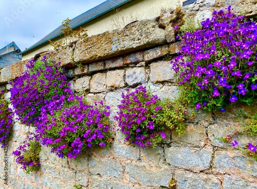 wall with flowers photo