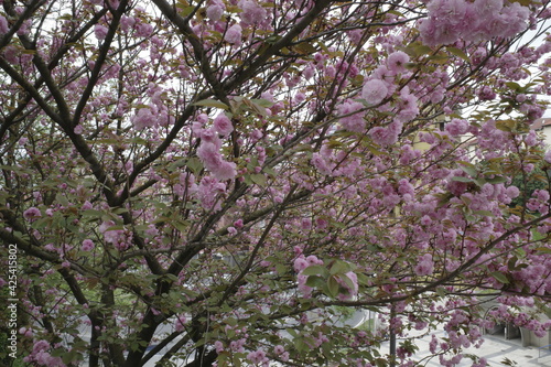 Flowers blossoming in a tree