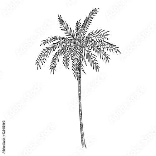 Palm tree icon  hand drawn and outline style