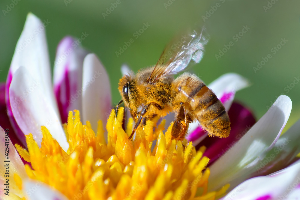 Honeybee collecting pollen from daisy flower Honeybee collecting pollen from daisy flower