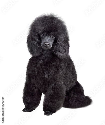 Cute puppy of black poodle