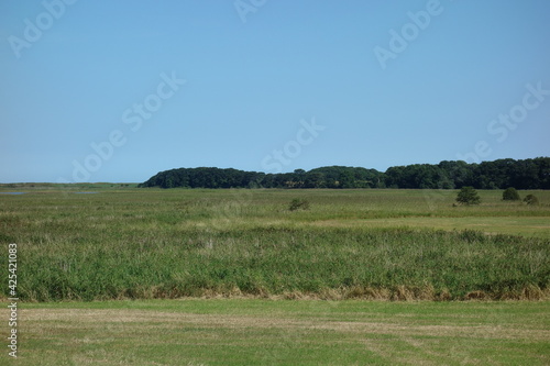 葉,草,木,林,森,緑,植物,風景,屋外,自然 photo