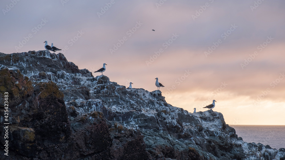 beautiful landscape of seagulls with sunset light on the beach beautiful landscape of seagulls with sunset light on the beach