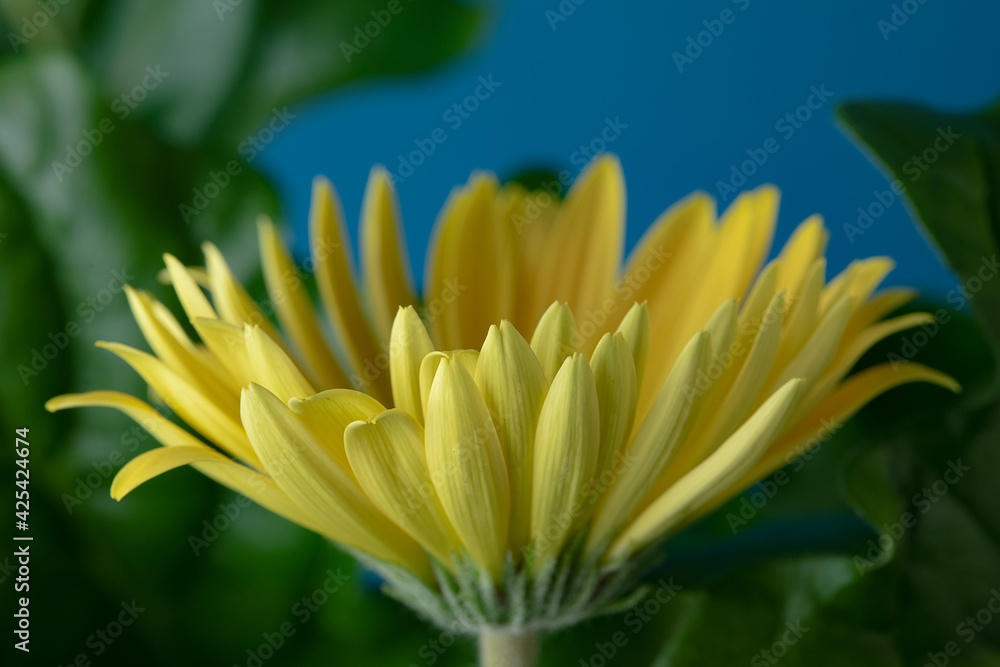 Fototapeta premium Fresh yellow gerbera flower on the blue background place for the text, invitation, menu, good for design