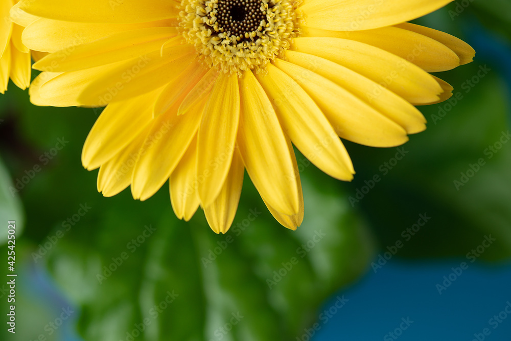 Fototapeta premium Fresh yellow gerbera flower on the blue background place for the text, invitation, menu, good for design