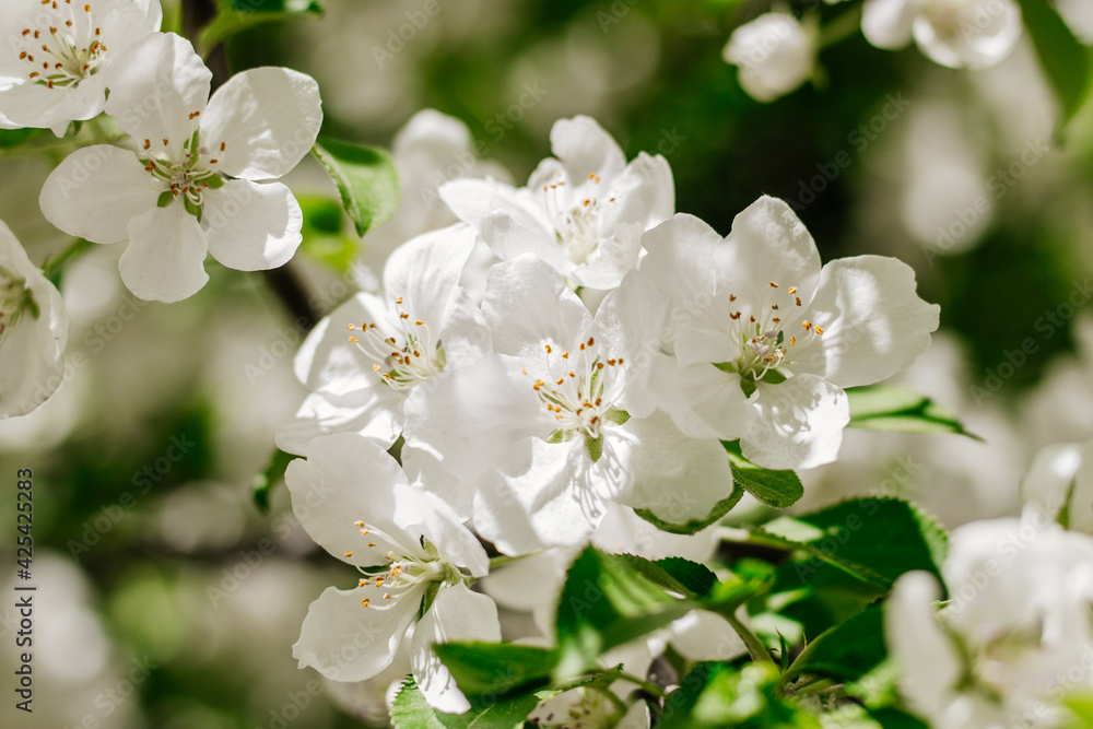 Blooming apple trees. Close-up of flowering branches of an apple tree on a bright sunny day. Selective focus Blooming apple trees. Close-up of flowering branches of an apple tree on a bright sunny day. Selective focus
