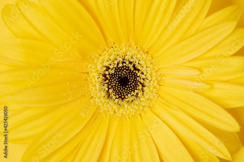 Fresh yellow gerbera flower on the yellow background place for the text, invitation, menu, good for design
