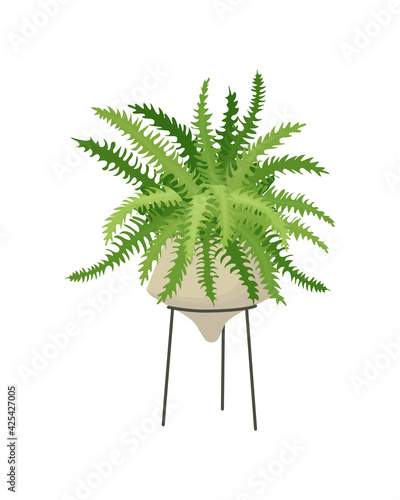 Plant Fern, potted houseplant nephrolepis. Home Interior decoration element, urban jungle. Indoor flower, exotic tropical plant in pot. Flat cartoon vector Illustration isolated on white background.