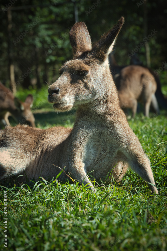 Fototapeta premium Kangaroo in the zoo. Australia High quality photo