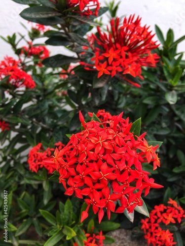 red and white flowers