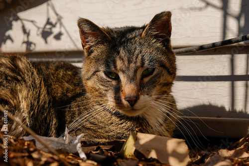 cat in the garden