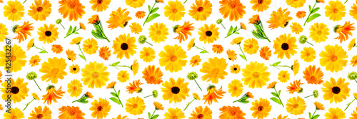 Pattern of orange flowers of calendula on a white background, as a backdrop or texture. Spring, summer wallpaper for your design. Top view Flat lay Banner