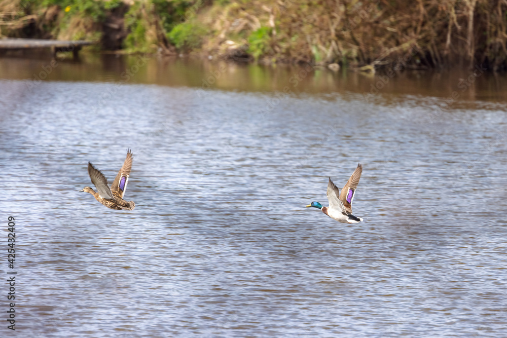 A male and female Mallard fly across the water