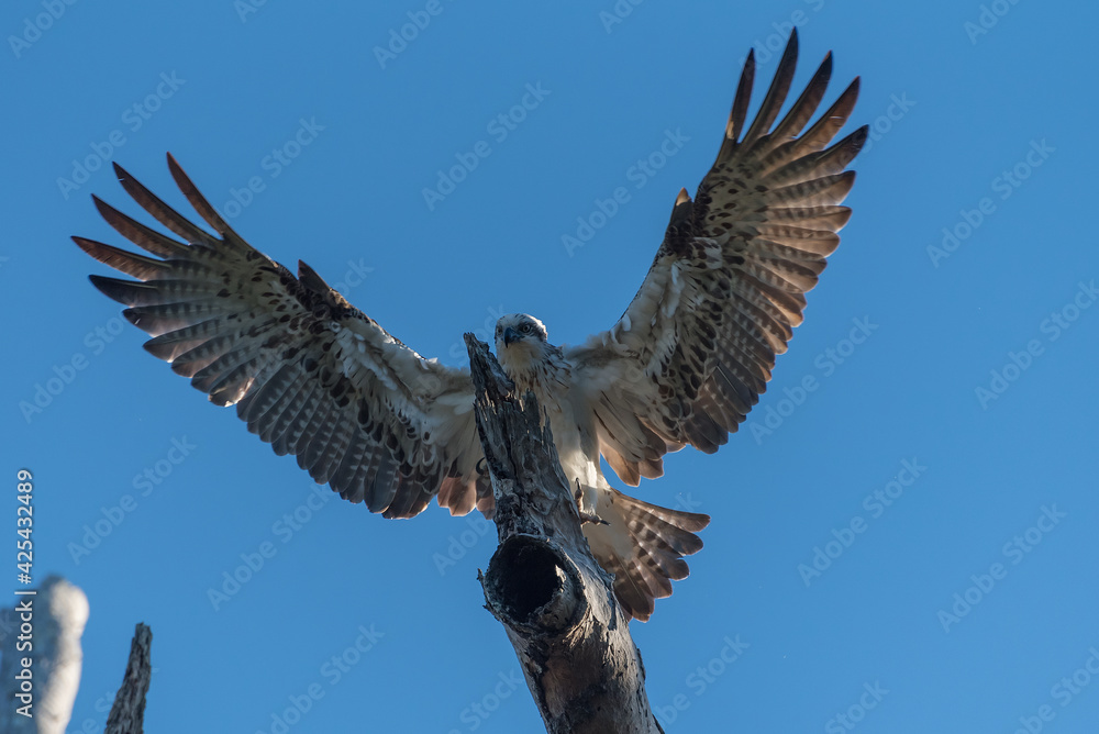 Fototapeta premium An osprey lands on a tree branch