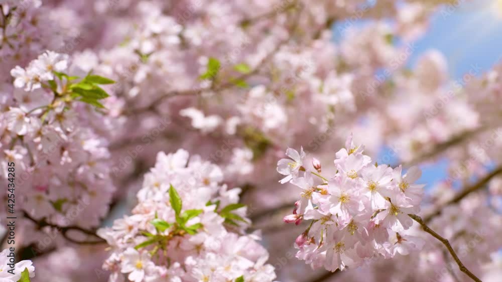 風に揺られる桜の花 花見のイメージ リラックスした雰囲気 BGM用素材 風に揺られる桜の花 花見のイメージ リラックスした雰囲気 BGM用素材