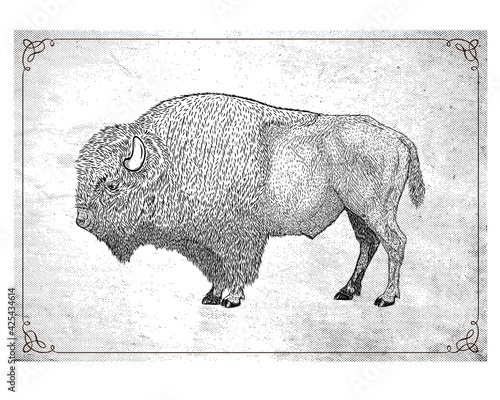 illustration vector bison drawing art style