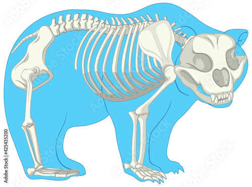 Skeleton Anatomy of wild bear isolated