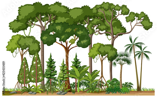 Set of different rainforest trees on white background