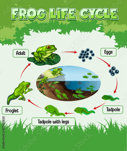 Diagram showing life cycle of Frog