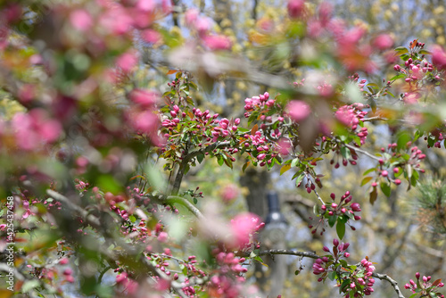 crab apple flower buds in spring