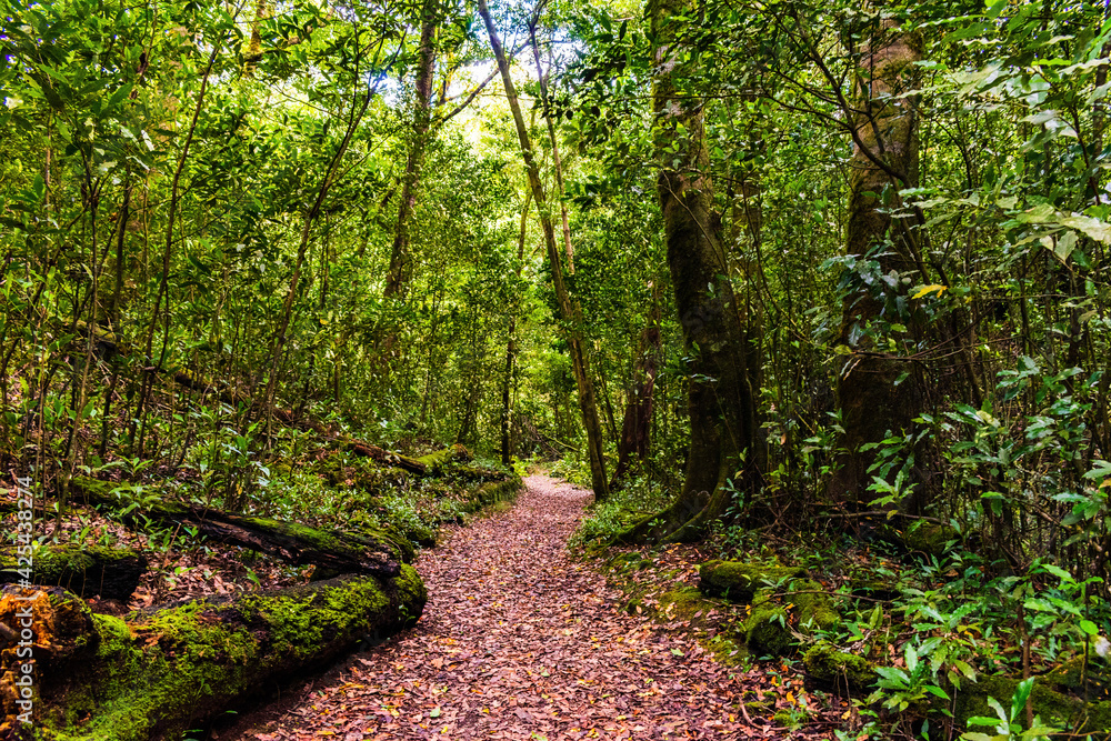 Fototapeta premium path in the forest