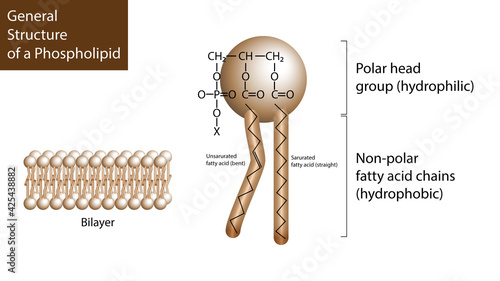 General Structure of Phospholipid