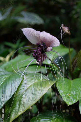 A unique spider flower in Hawaii looks like it's namesake
