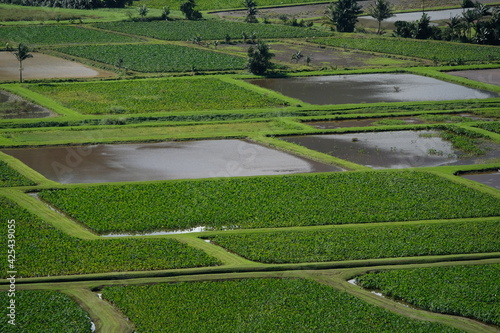 Taro fields grow in Hawaii